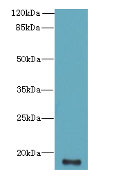 C16orf87 Antibody - Western blot. All lanes: C16orf87 antibody at 3 ug/ml+Heo-2 whole cell lysate Goat polyclonal to rabbit at 1:10000 dilution. Predicted band size: 18 kDa. Observed band size: 18 kDa.