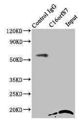 C16orf87 Antibody - Immunoprecipitating C16orf87 in HepG2 whole cell lysate Lane 1: Rabbit control IgG instead of C16orf87 Antibody in HepG2 whole cell lysate.For western blotting, a HRP-conjugated Protein G antibody was used as the secondary antibody (1/2000) Lane 2: C16orf87 Antibody (8µg) + HepG2 whole cell lysate (500µg) Lane 3: HepG2 whole cell lysate (10µg)