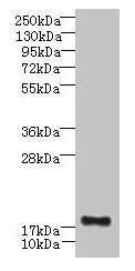 C16orf87 Antibody - Western blot All lanes: C16orf87 antibody at 3µg/ml + HepG2 whole cell lysate Secondary Goat polyclonal to rabbit IgG at 1/10000 dilution Predicted band size: 18, 11 kDa Observed band size: 18 kDa