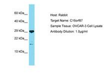C16orf87 Antibody -  This image was taken for the unconjugated form of this product. Other forms have not been tested.