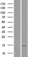 C16orf92 Protein - Western validation with an anti-DDK antibody * L: Control HEK293 lysate R: Over-expression lysate
