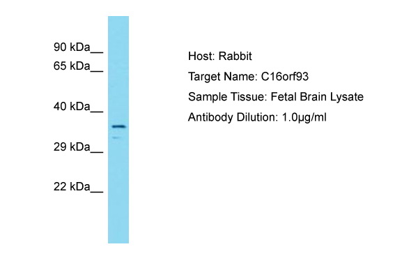 C16orf93 Antibody -  This image was taken for the unconjugated form of this product. Other forms have not been tested.