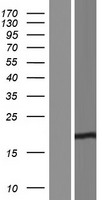 C16orf95 Protein - Western validation with an anti-DDK antibody * L: Control HEK293 lysate R: Over-expression lysate