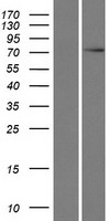 C17orf47 Protein - Western validation with an anti-DDK antibody * L: Control HEK293 lysate R: Over-expression lysate