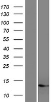 C17orf49 Protein - Western validation with an anti-DDK antibody * L: Control HEK293 lysate R: Over-expression lysate