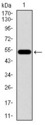 C17orf53 Antibody - Western blot using C17ORF53 monoclonal antibody against human C17ORF53 recombinant protein. (Expected MW is 51.9 kDa)