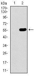 C17orf53 Antibody - Western blot using C17ORF53 monoclonal antibody against HEK293 (1) and C17ORF53 (AA: 282-527)-hIgGFc transfected HEK293 (2) cell lysate.