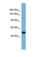C17orf57 Antibody - Western blot of Human HT1080. EFCAB13 antibody dilution 1.0 ug/ml.  This image was taken for the unconjugated form of this product. Other forms have not been tested.