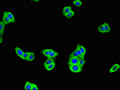 C17orf58 Antibody - Immunofluorescent analysis of HepG2 cells using C17orf58 Antibody at dilution of 1:100 and Alexa Fluor 488-congugated AffiniPure Goat Anti-Rabbit IgG(H+L)