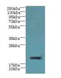 C17orf62 Antibody - Western blot. All lanes: C17orf62 antibody at 1.5 ug/ml+Mos- liver tissue Goat polyclonal to rabbit at 1:10000 dilution. Predicted band size: 21 kDa. Observed band size: 21 kDa.