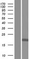 C17orf62 Protein - Western validation with an anti-DDK antibody * L: Control HEK293 lysate R: Over-expression lysate