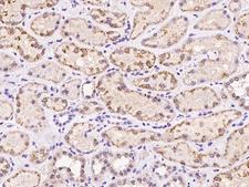 C17orf71 Antibody - Immunochemical staining of human C17orf71 in human kidney with rabbit polyclonal antibody at 1:100 dilution, formalin-fixed paraffin embedded sections.