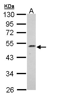 C17orf75 Antibody - Sample (30 ug of whole cell lysate). A: Hep G2 . 10% SDS PAGE. C17orf75 antibody diluted at 1:1000.