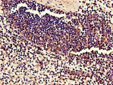 C17orf78 Antibody - Immunohistochemistry of paraffin-embedded human spleen tissue using C17orf78 Antibody at dilution of 1:100