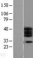 C17orf78 Protein - Western validation with an anti-DDK antibody * L: Control HEK293 lysate R: Over-expression lysate