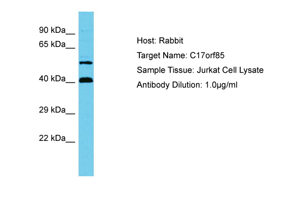 C17orf85 Antibody -  This image was taken for the unconjugated form of this product. Other forms have not been tested.