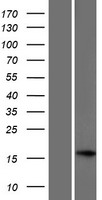 C17orf98 Protein - Western validation with an anti-DDK antibody * L: Control HEK293 lysate R: Over-expression lysate