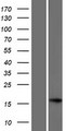 C17orf98 Protein - Western validation with an anti-DDK antibody * L: Control HEK293 lysate R: Over-expression lysate