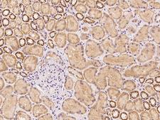 C17orf99 Antibody - Immunochemical staining of human C17orf99 in human kidney with rabbit polyclonal antibody at 1:500 dilution, formalin-fixed paraffin embedded sections.