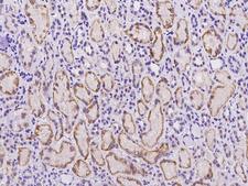C18orf32 Antibody - Immunochemical staining of human C18orf32 in human kidney with rabbit polyclonal antibody at 1:100 dilution, formalin-fixed paraffin embedded sections.