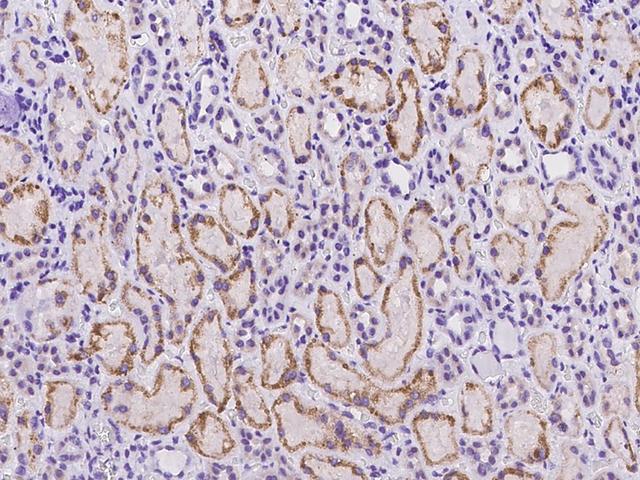 C18orf32 Antibody - Immunochemical staining of human C18orf32 in human kidney with rabbit polyclonal antibody at 1:100 dilution, formalin-fixed paraffin embedded sections.