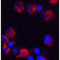 C18orf42 Antibody - Immunofluorescence of C18orf42 in HeLa cells with C18orf42 antibody at 2 µg/mL.
