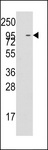 C18orf8 / MIC1; Antibody - Western blot of anti-MIC1 antibody pre-incubated with and without blocking peptide in K562 cell line lysate. MIC1(arrow) was detected using the purified antibody.