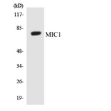 C18orf8 / MIC1; Antibody - Western blot analysis of the lysates from HeLa cells using MIC1 antibody.