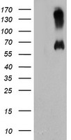 C18orf8 / MIC1; Antibody - HEK293T cells were transfected with the pCMV6-ENTRY control (Left lane) or pCMV6-ENTRY C18orf8 (Right lane) cDNA for 48 hrs and lysed. Equivalent amounts of cell lysates (5 ug per lane) were separated by SDS-PAGE and immunoblotted with anti-C18orf8.