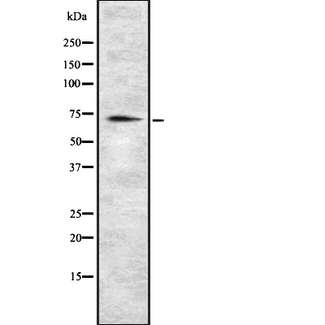 C18orf8 / MIC1; Antibody - Western blot analysis of MIC1 using HeLa whole cells lysates