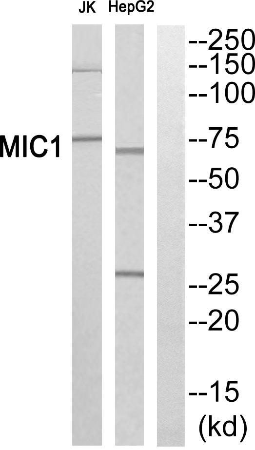 C18orf8 / MIC1; Antibody - Western blot analysis of extracts from Jurkat cells and HepG2 cells, using MIC1 antibody.