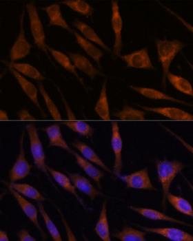 C18orf8 / MIC1; Antibody - Immunofluorescence analysis of L929 cells using C18orf8 Polyclonal Antibody at dilution of 1:100.Blue: DAPI for nuclear staining.