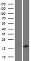 C19orf12 Protein - Western validation with an anti-DDK antibody * L: Control HEK293 lysate R: Over-expression lysate