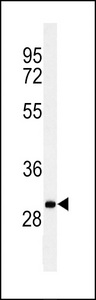 C19orf18 Antibody - Western blot of C19orf18 Antibody in Ramos cell line lysates (35 ug/lane). C19orf18 (arrow) was detected using the purified antibody.