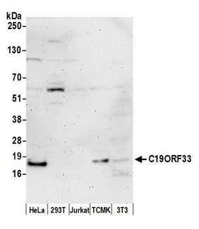 C19orf33 / IMUP Antibody - Detection of human and mouse C19ORF33 by western blot. Samples: Whole cell lysate (50 µg) from HeLa, HEK293T, Jurkat, mouse TCMK-1, and mouse NIH 3T3 cells prepared using NETN lysis buffer. Antibody: Affinity purified rabbit anti-C19ORF33 antibody used for WB at 1:1000. Detection: Chemiluminescence with an exposure time of 3 minutes.