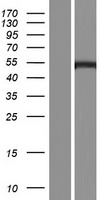 C19orf35 Protein - Western validation with an anti-DDK antibody * L: Control HEK293 lysate R: Over-expression lysate
