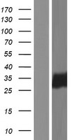 C19orf38 Protein - Western validation with an anti-DDK antibody * L: Control HEK293 lysate R: Over-expression lysate