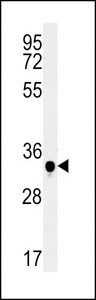 C19orf39 Antibody - C19orf39 Antibody western blot of mouse spleen tissue lysates (15 ug/lane). The C19orf39 antibody detected C19orf39 protein (arrow).