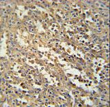 C19orf39 Antibody - C19orf39 Antibody immunohistochemistry of formalin-fixed and paraffin-embedded human spleen tissue followed by peroxidase-conjugated secondary antibody and DAB staining.