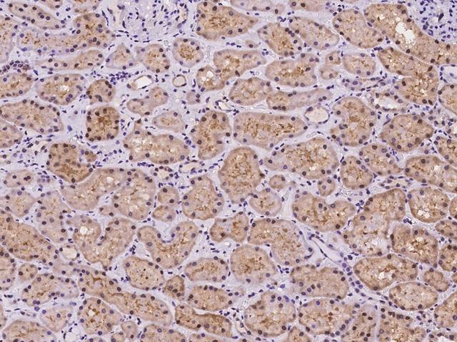 C19orf44 Antibody - Immunochemical staining of human C19orf44 in human kidney with rabbit polyclonal antibody at 1:100 dilution, formalin-fixed paraffin embedded sections.