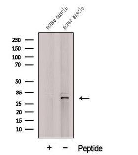 C19orf52 Antibody