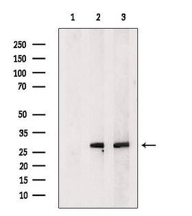 C19orf52 Antibody