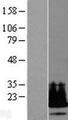 C19orf53 Protein - Western validation with an anti-DDK antibody * L: Control HEK293 lysate R: Over-expression lysate