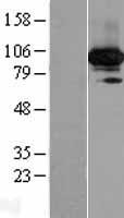 C19orf57 Protein - Western validation with an anti-DDK antibody * L: Control HEK293 lysate R: Over-expression lysate