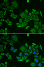 C1D Antibody - Immunofluorescence analysis of HeLa cells.