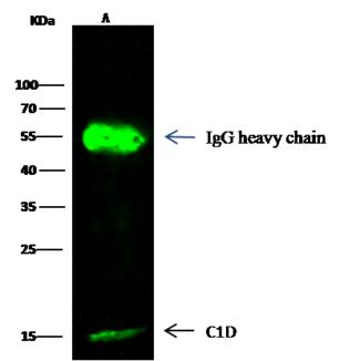 C1D Antibody - C1D was immunoprecipitated using: Lane A: 0.5 mg Hela Whole Cell Lysate. 2 uL anti-C1D rabbit polyclonal antibody and 15 ul of 50% Protein G agarose. Primary antibody: Anti-C1D rabbit polyclonal antibody, at 1:100 dilution. Secondary antibody: Dylight 800-labeled antibody to rabbit IgG (H+L), at 1:5000 dilution. Developed using the odssey technique. Performed under reducing conditions. Predicted band size: 15 kDa. Observed band size: 15 kDa.