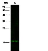 C1D Antibody - Anti-C1D rabbit polyclonal antibody at 1:500 dilution. Lane A: Hela Whole Cell Lysate. Lysates/proteins at 30 ug per lane. Secondary: Goat Anti-Rabbit IgG H&L (Dylight800) at 1/10000 dilution. Developed using the Odyssey technique. Performed under reducing conditions. Predicted band size: 16 kDa. Observed band size: 15 kDa.