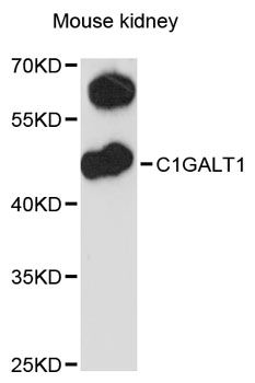 C1GALT1 Antibody - Western blot analysis of extracts of mouse kidney, using C1GALT1 antibody at 1:3000 dilution. The secondary antibody used was an HRP Goat Anti-Rabbit IgG (H+L) at 1:10000 dilution. Lysates were loaded 25ug per lane and 3% nonfat dry milk in TBST was used for blocking. An ECL Kit was used for detection and the exposure time was 90s.