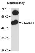 C1GALT1 Antibody - Western blot analysis of extracts of mouse kidney, using C1GALT1 antibody at 1:3000 dilution. The secondary antibody used was an HRP Goat Anti-Rabbit IgG (H+L) at 1:10000 dilution. Lysates were loaded 25ug per lane and 3% nonfat dry milk in TBST was used for blocking. An ECL Kit was used for detection and the exposure time was 90s.