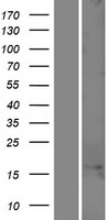 C1orf100 Protein - Western validation with an anti-DDK antibody * L: Control HEK293 lysate R: Over-expression lysate